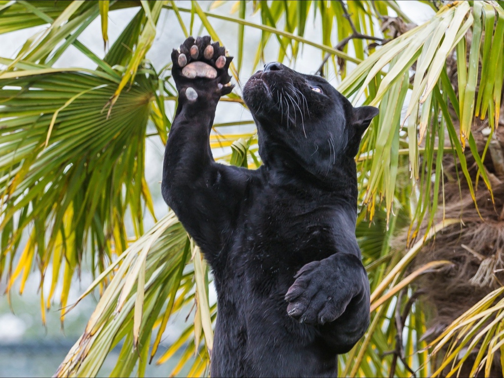 Пантера стоит на задних лапах под пальмой