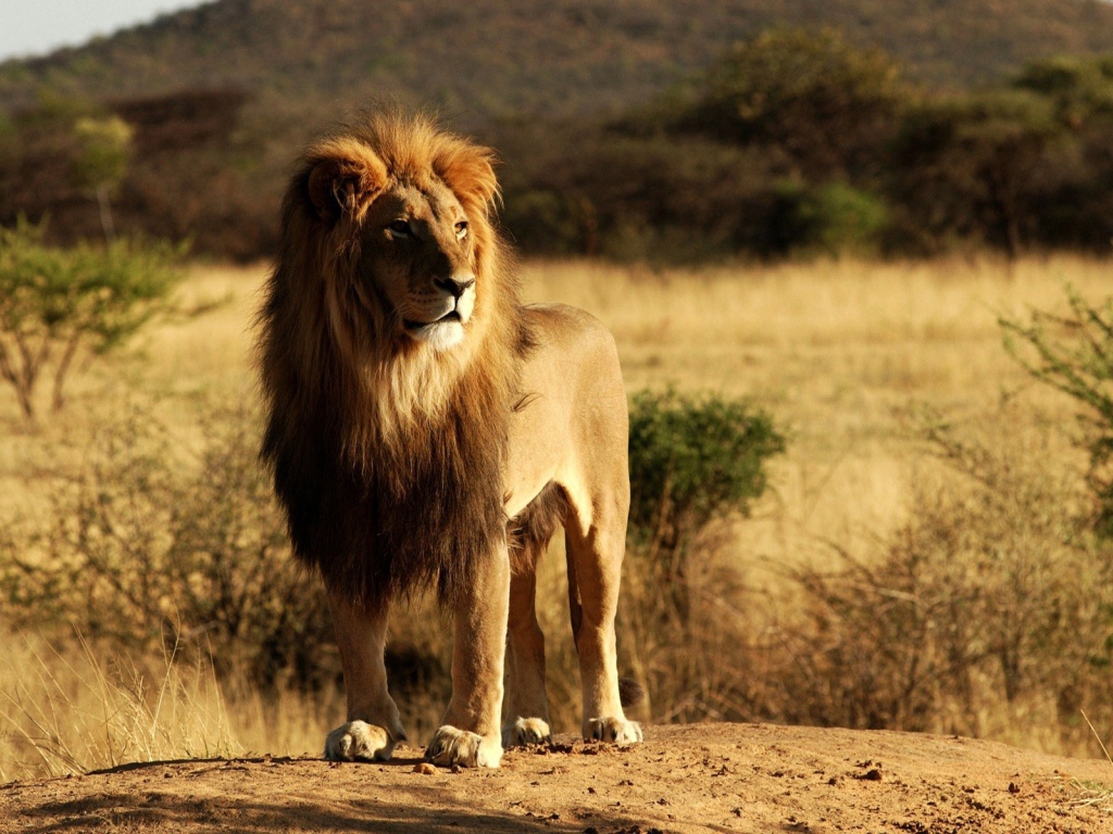 Гордый хозяин саванны, лев