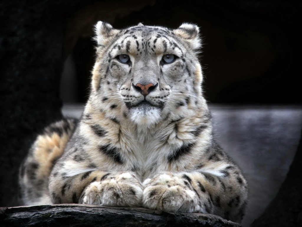 Гордый снежный барс лежит