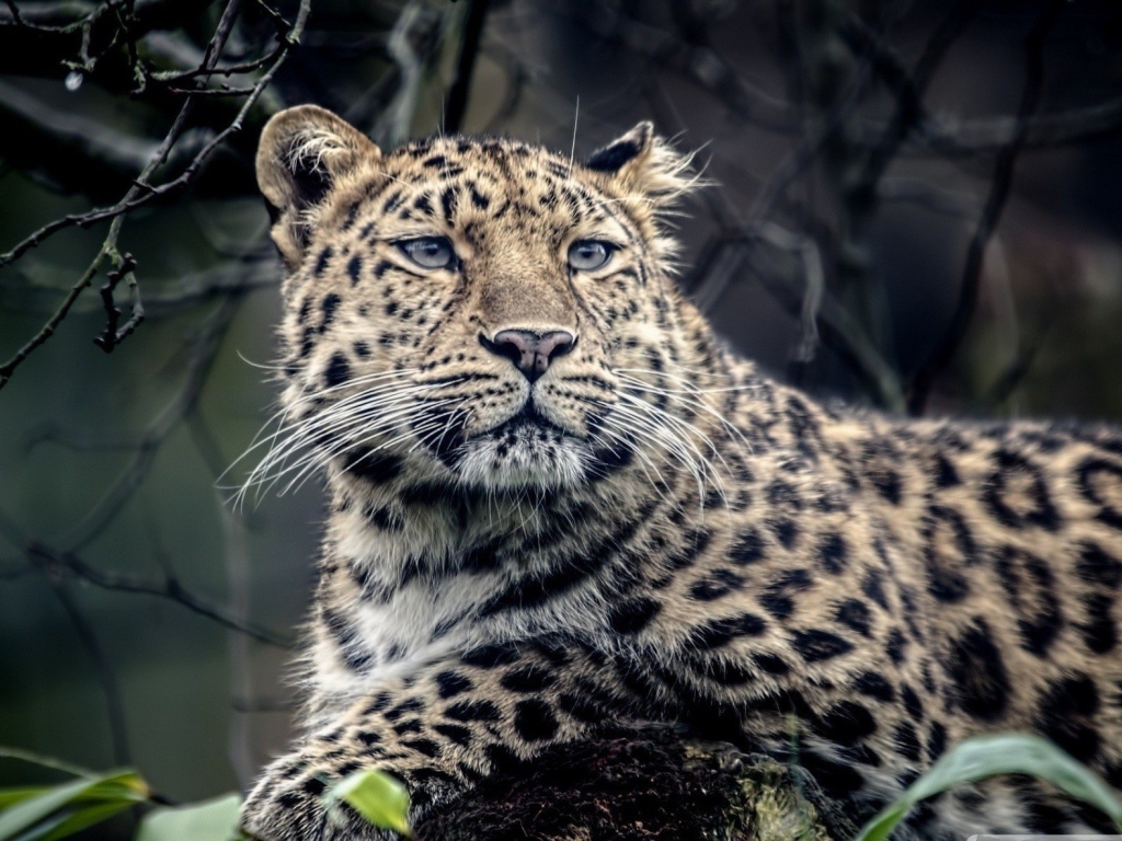 Грустный пятнистый леопард