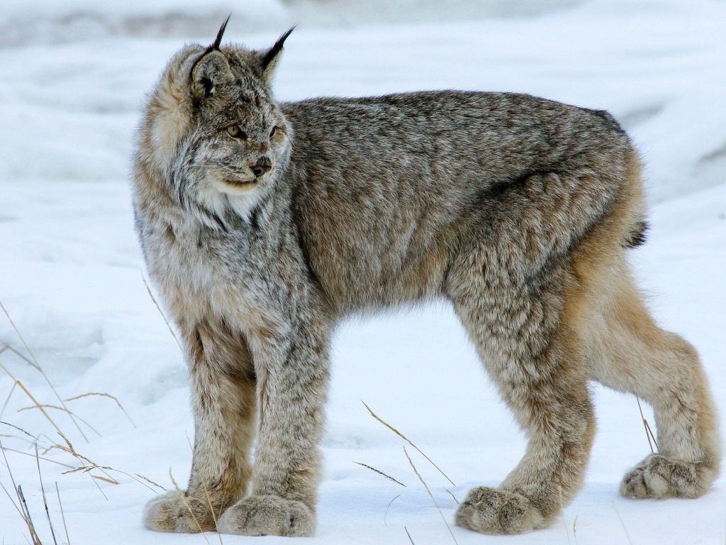 Мохнатая канадская рысь