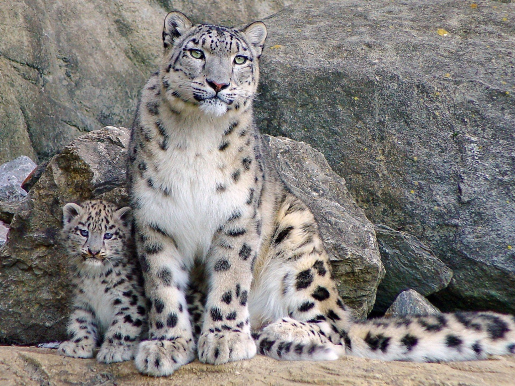 Снежный барс с котенком