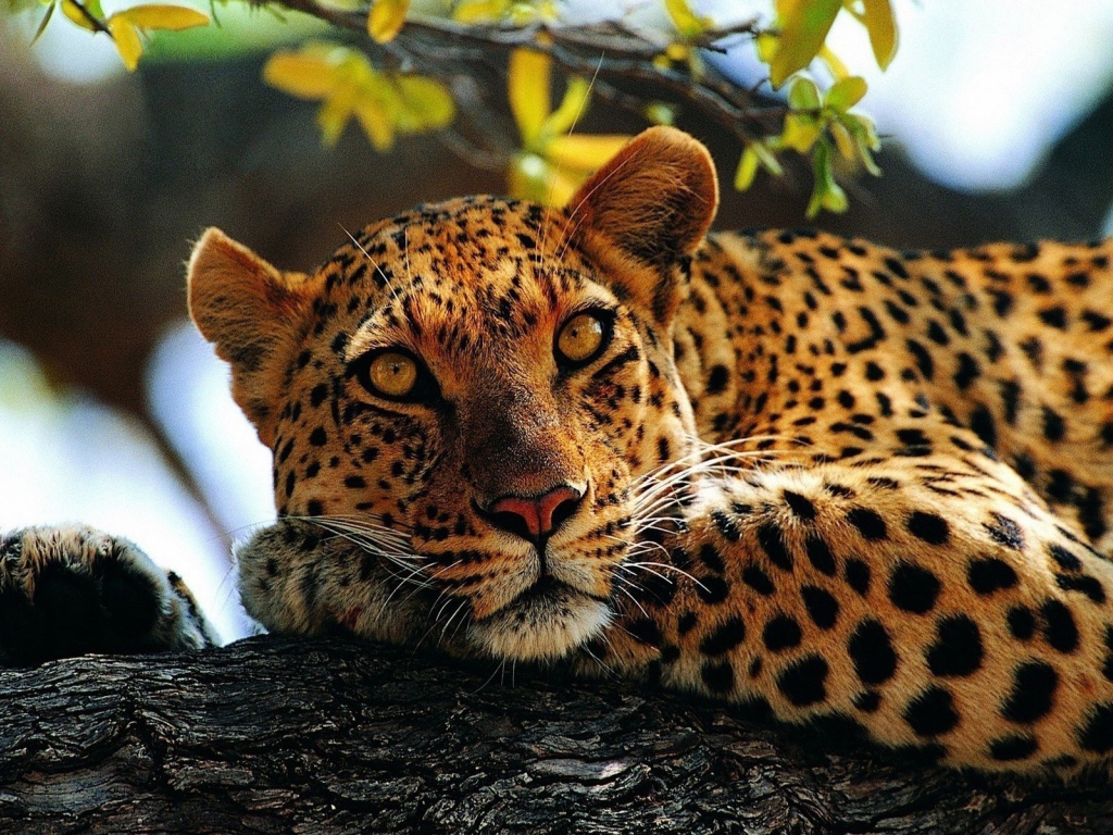 Пятнистый ягуар лежит на дереве