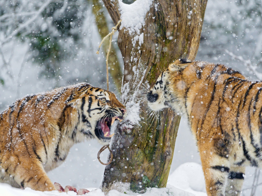 Тигры на снегу выясняют отношения