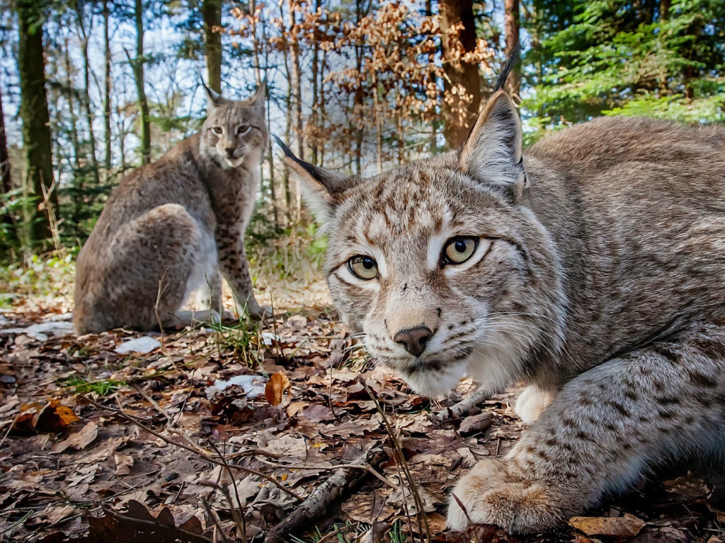 Две рыси в лесу