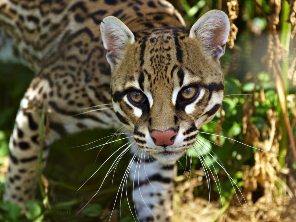 Очень красивый оцелот