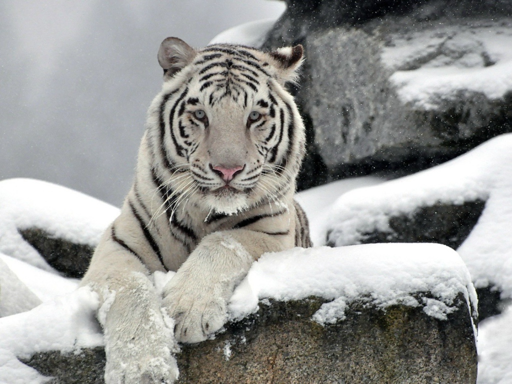 Белый тигр на снегу