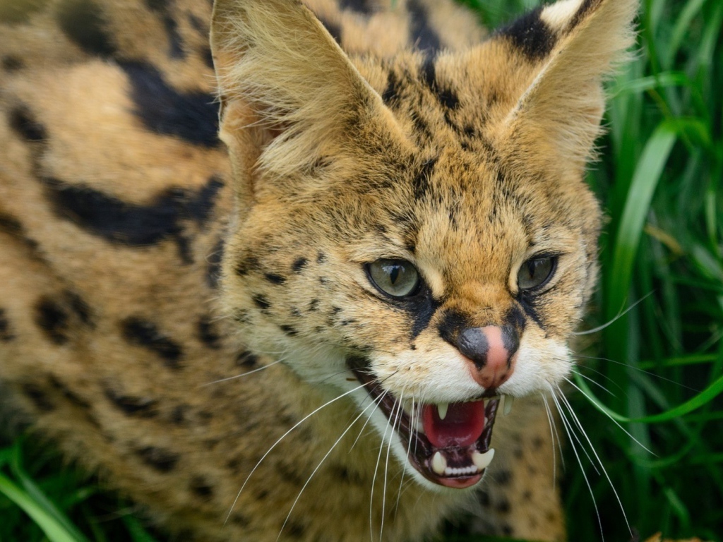 Злая дикая кошка в траве