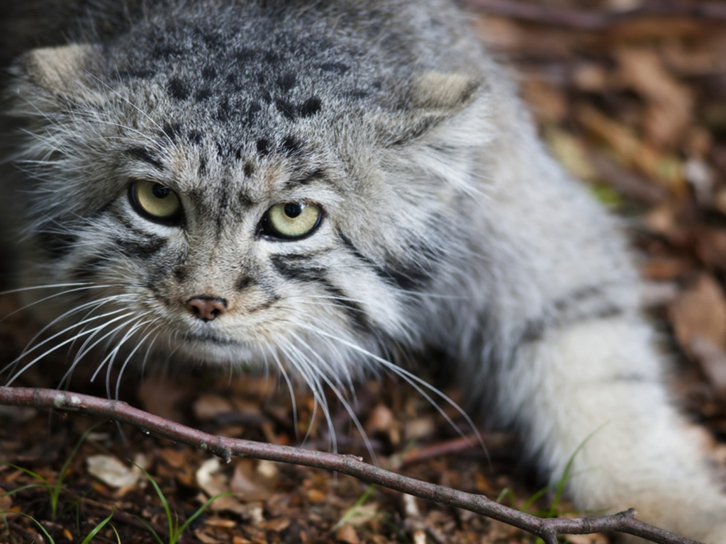 Дикий кот крадется по земле