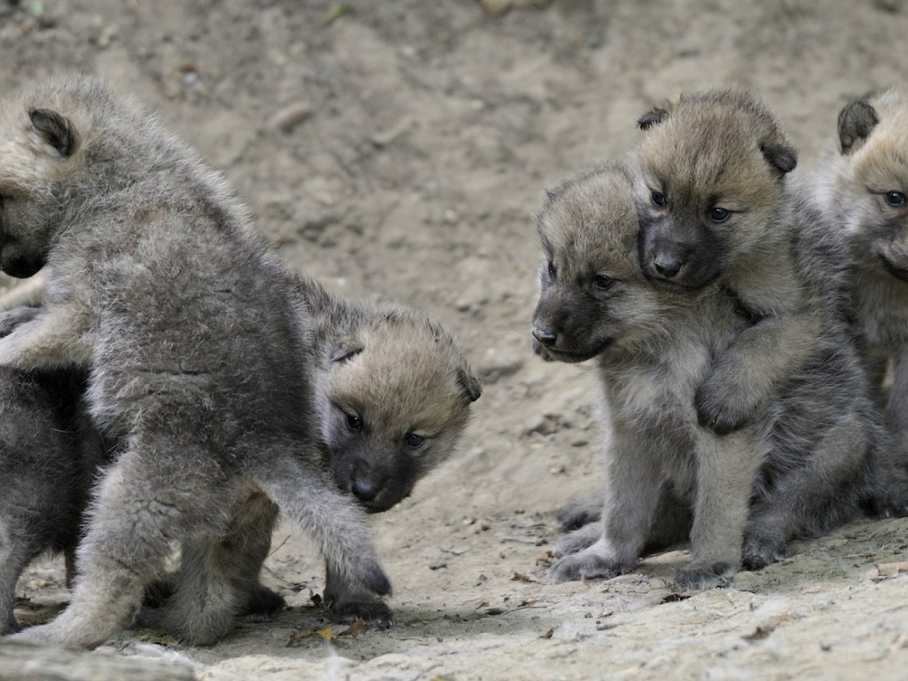 Выводок детей волчат