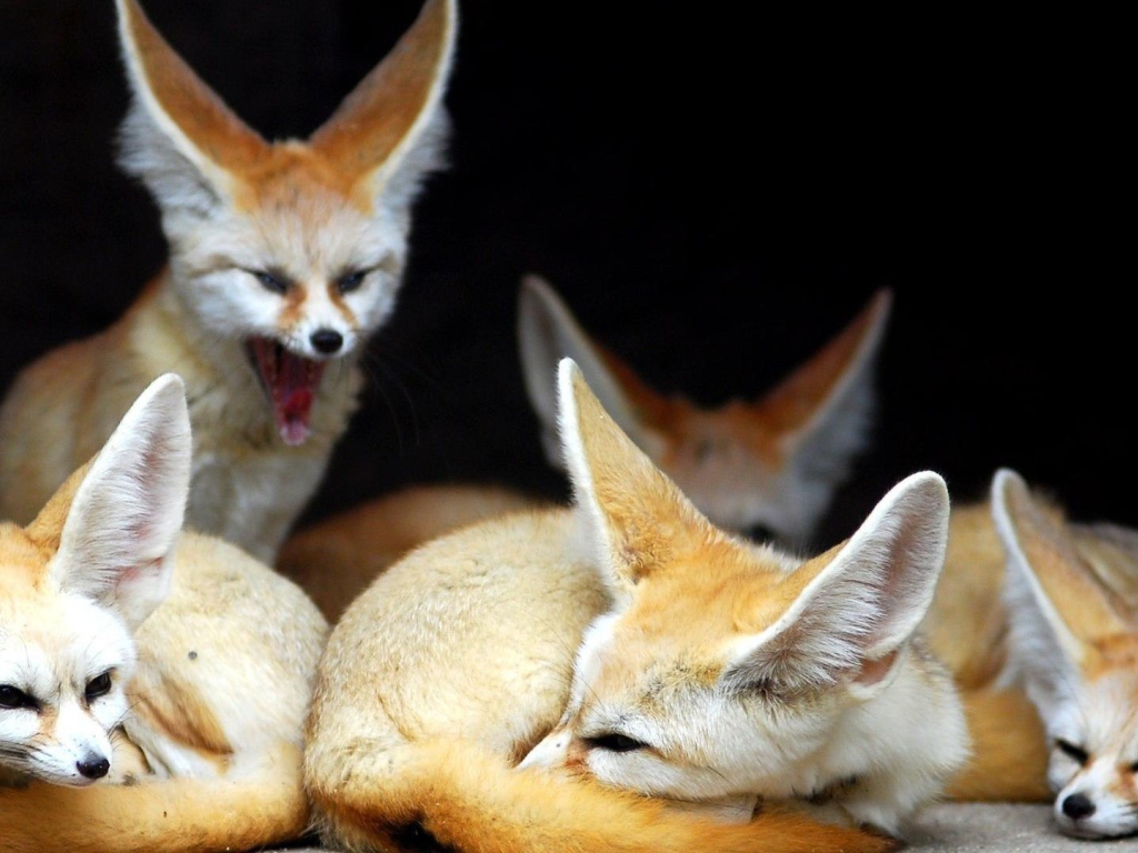 Семья лис породы фенек