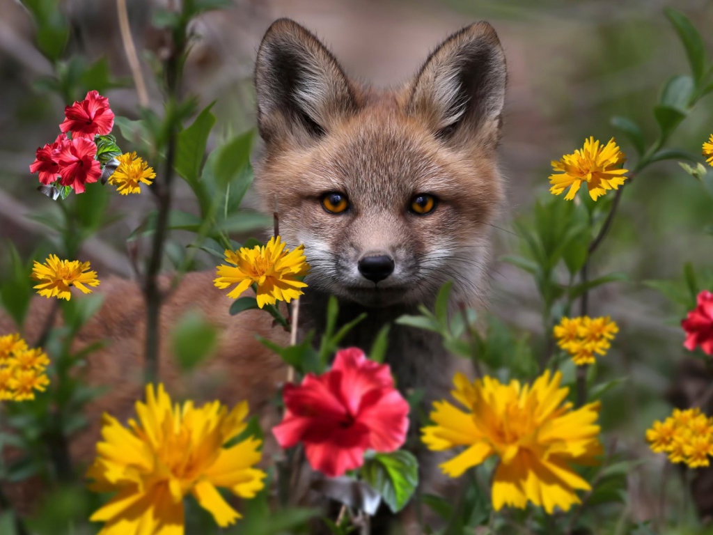 Маленький лисенок в цветнике