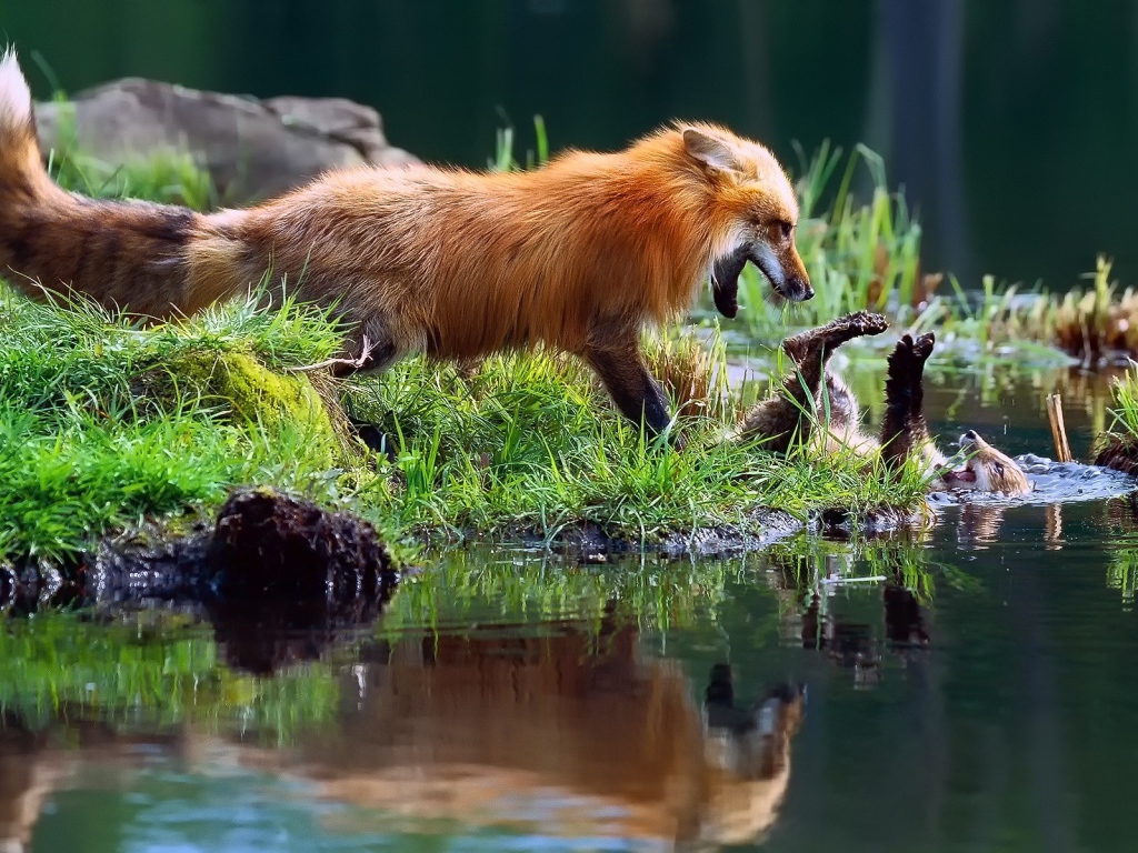 Лиса играет с детенышем у воды