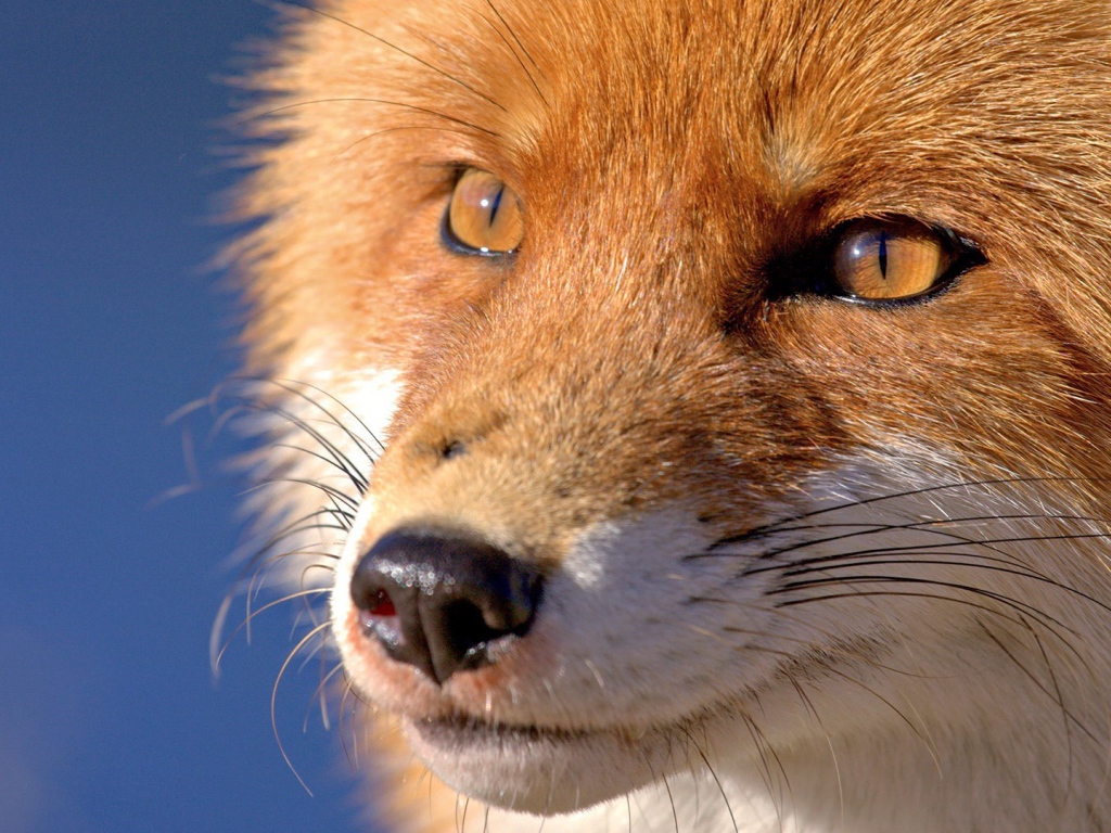 Мордочка лисы, голубой фон