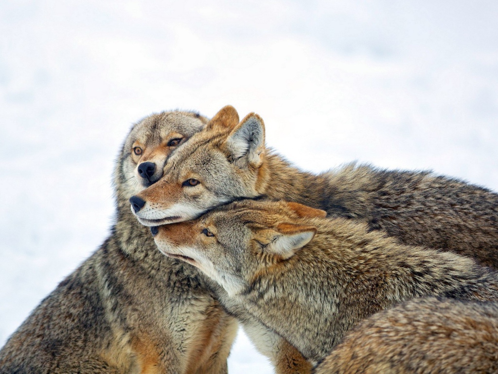 Три дружных волка