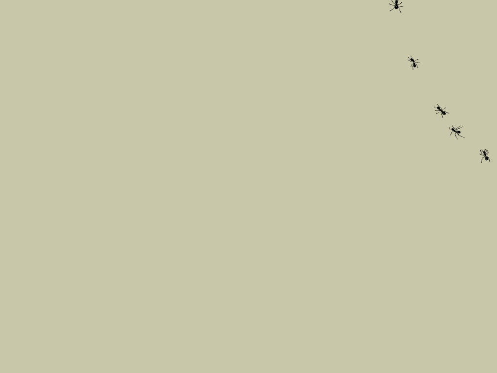 Муравьи на мониторе, серый фон