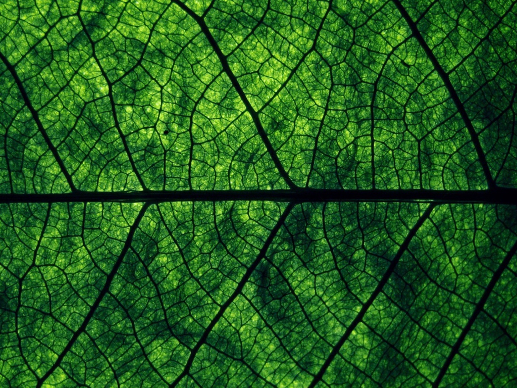 Фон зеленый лист дерева