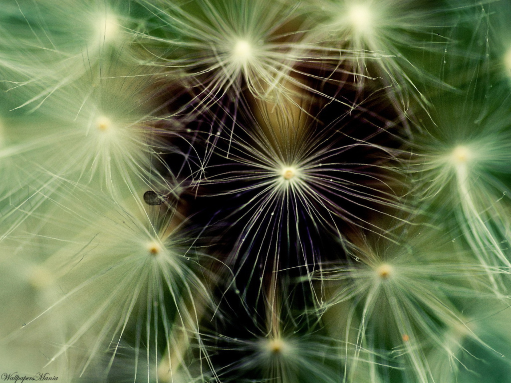 Фон из пушинок одуванчика