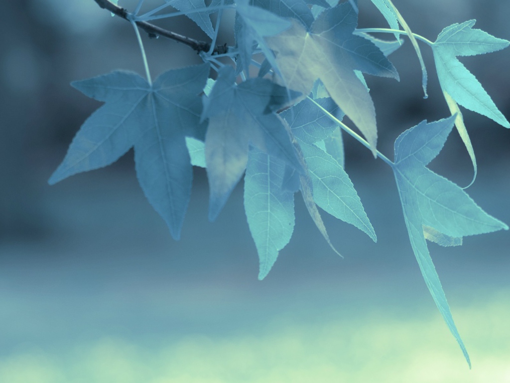 Голубые листья на дереве