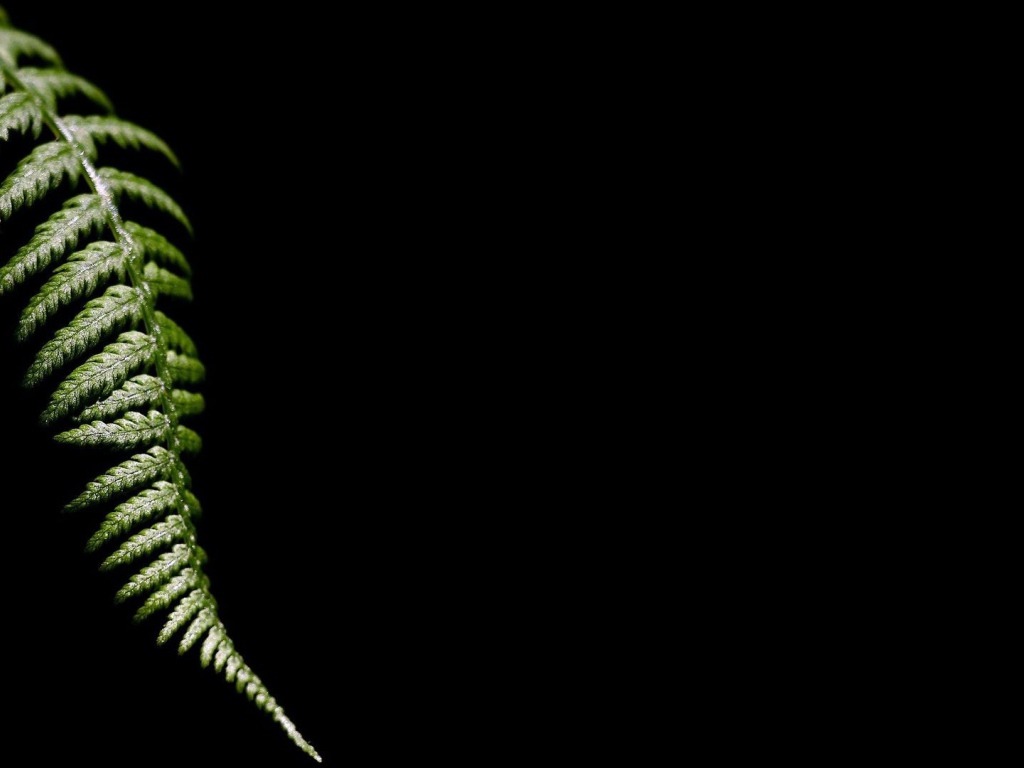 Лист папоротника, черный фон