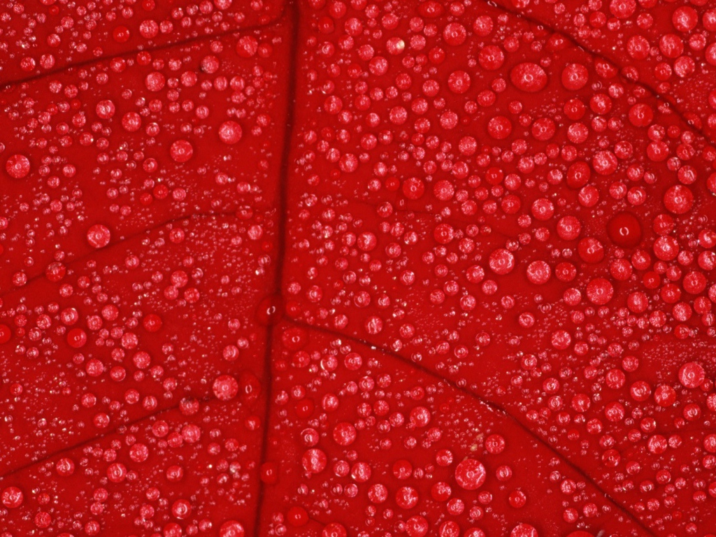 Влага на красном листе, фон