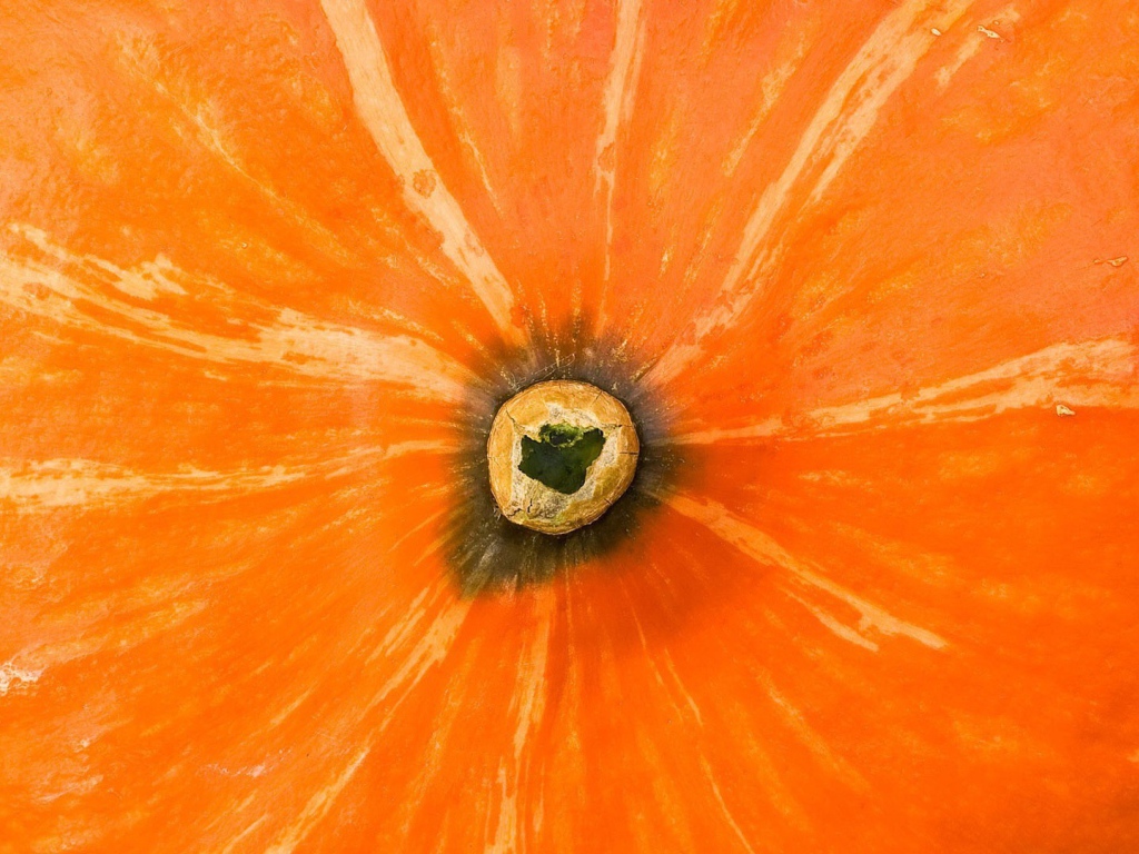 Хвостик тыквы, фон