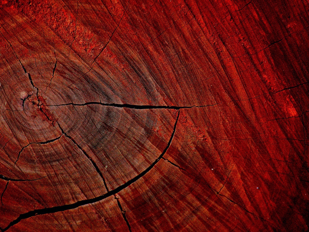 Красный спил дерева