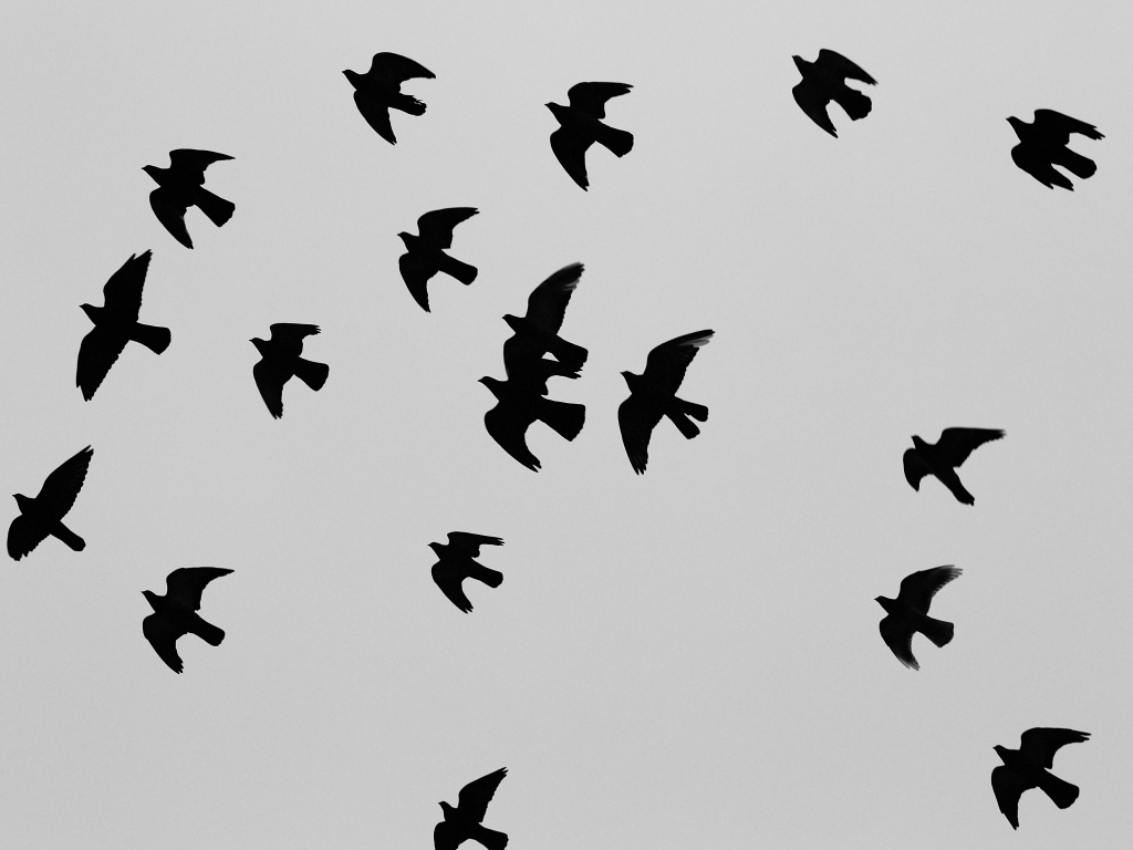 Силуэты черных птиц, серый фон