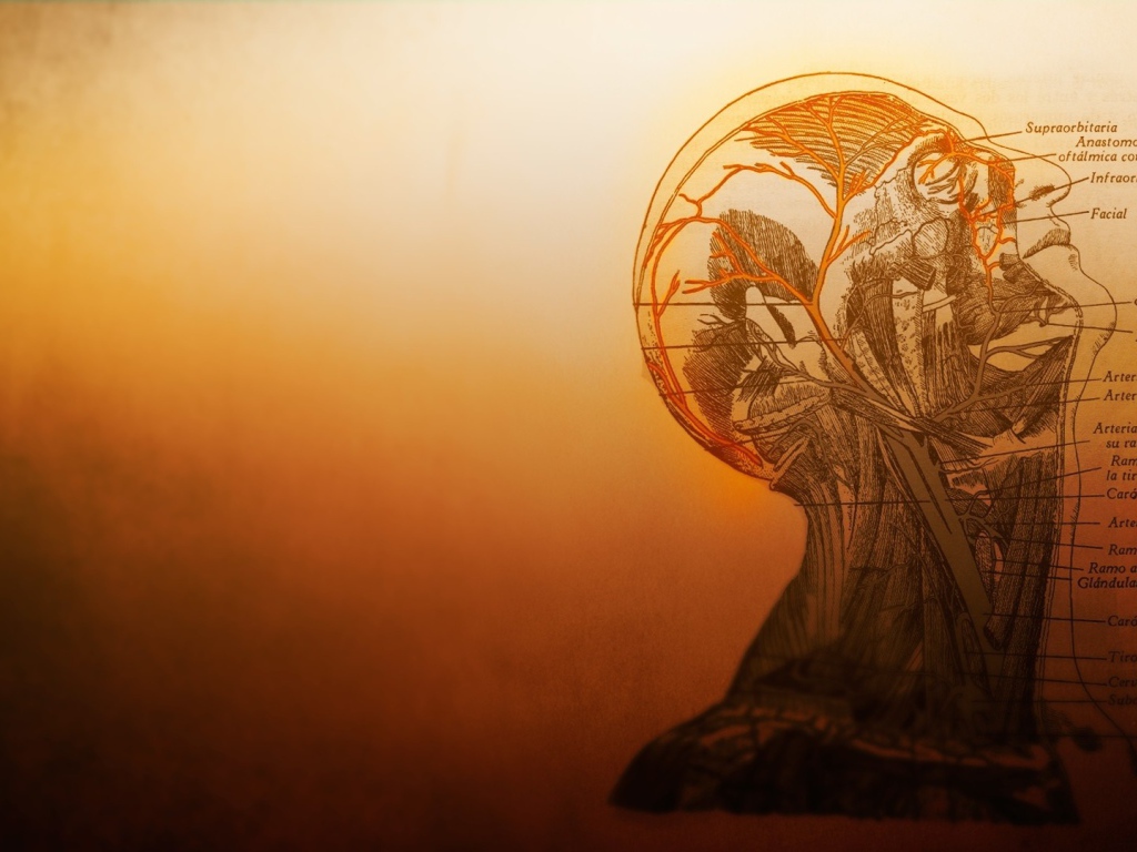 Устройство сосудов головы в человеческом теле