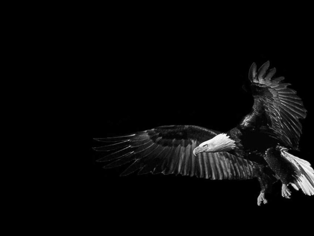 Орел, черный фон