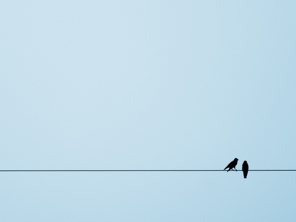 Две птицы на канате, голубой фон