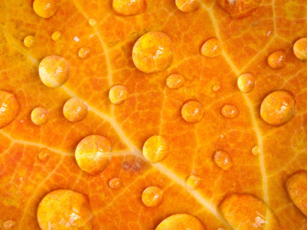 Мокрый желтый лист, фон