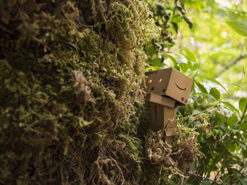 Дандо в японском саду