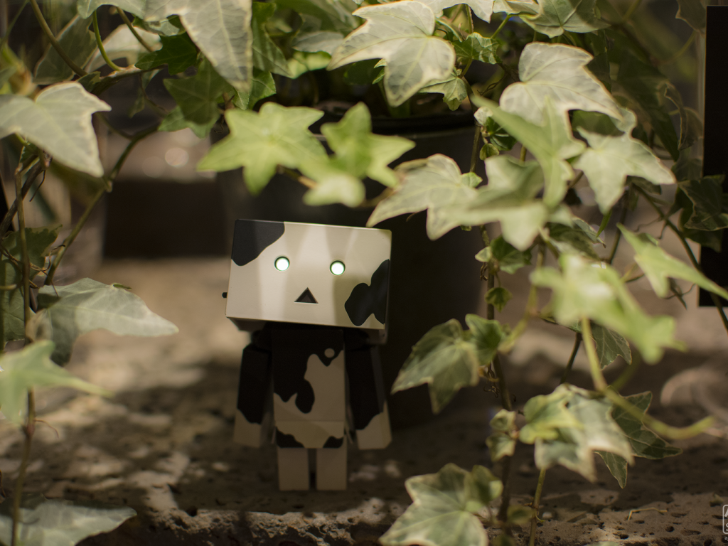 Японский Дандо под листьями