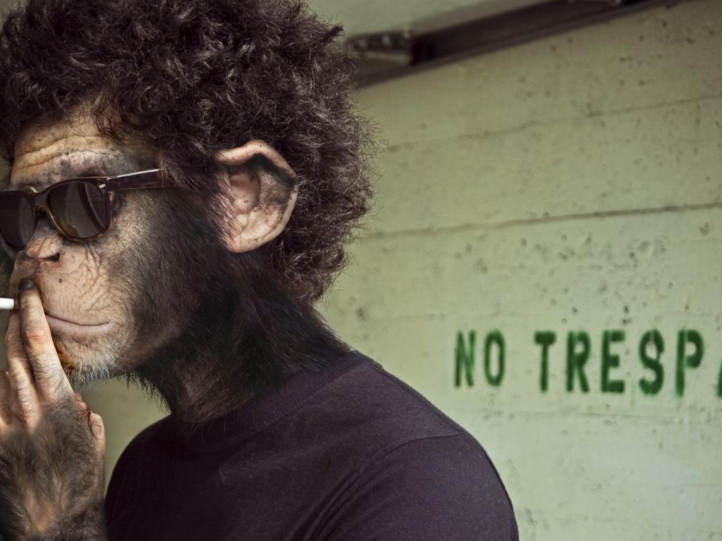 Обезьяна курит сигарету