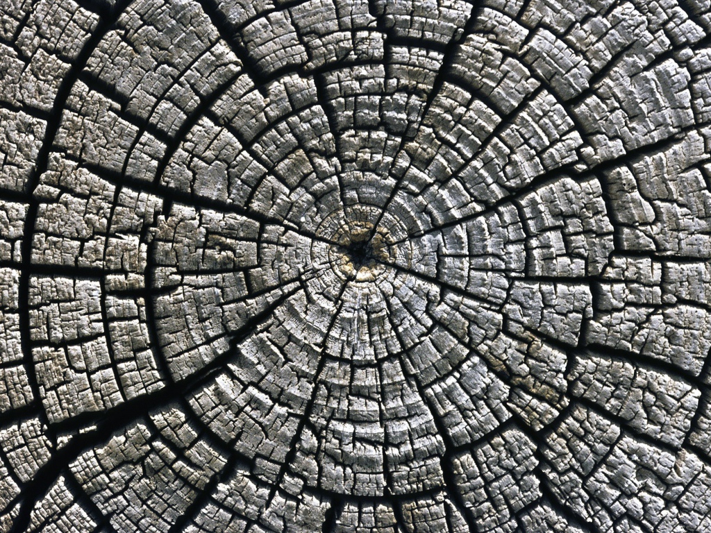 Старый спил дерева