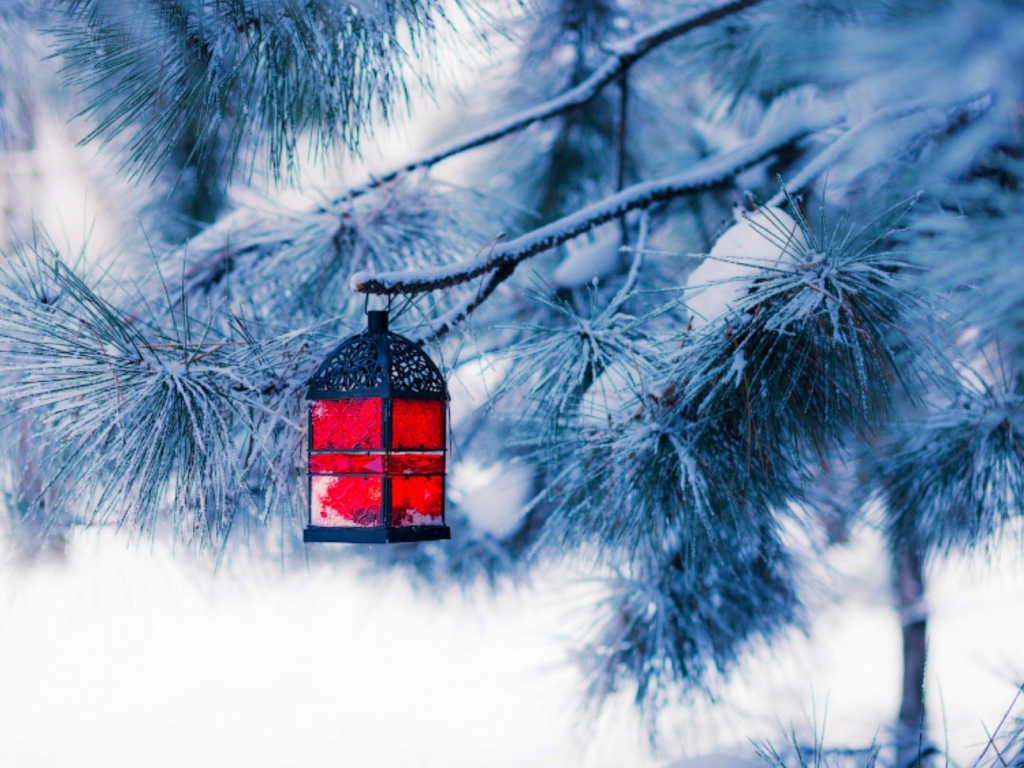 Красный фонарик на еловой ветке