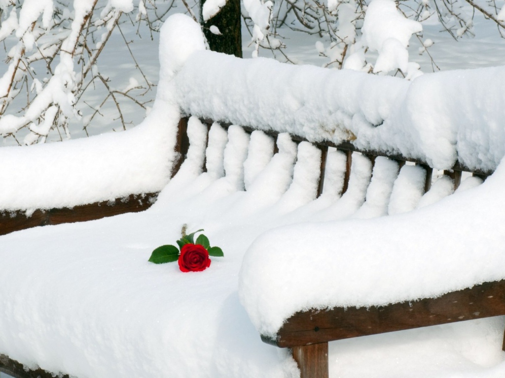 Роза на заснеженной скамье
