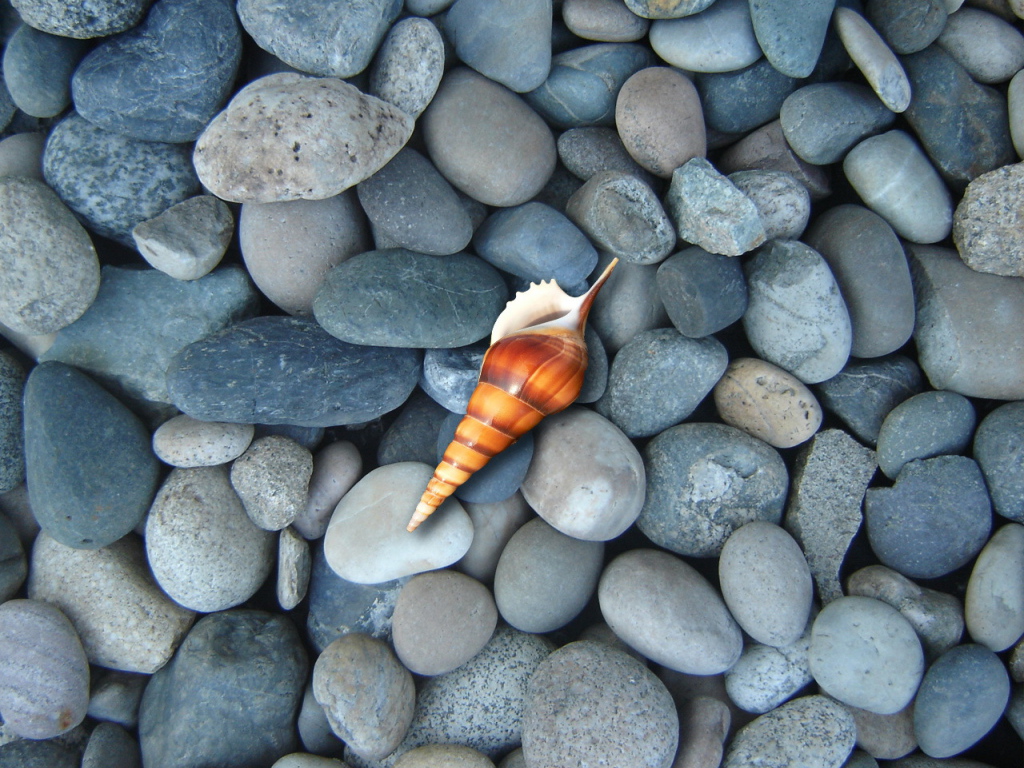 Ракушка на синих камнях