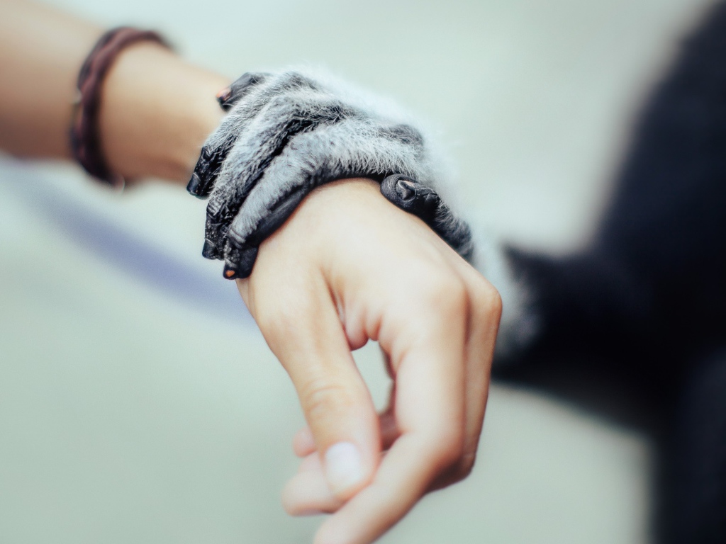 Рука животного на руке человека