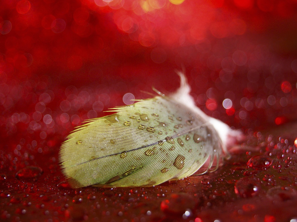 Мокрое перо на красной поверхности