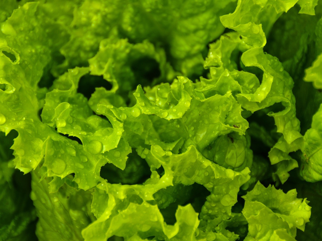 Листья зеленого салата