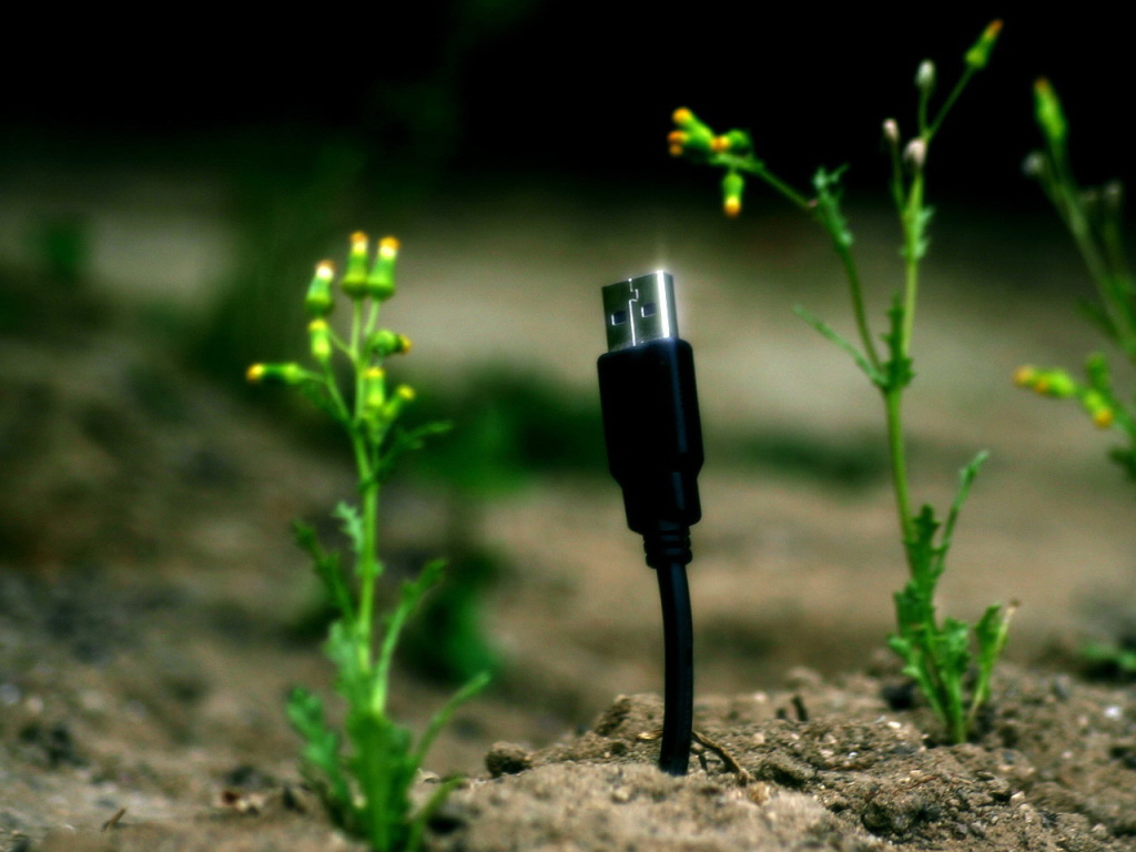 Весной прорастают штеккеры