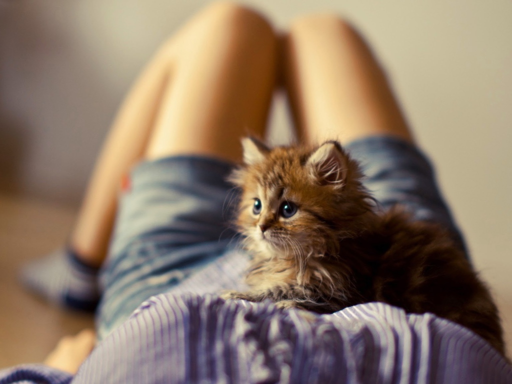 Лохматый котенок на животе у девушки