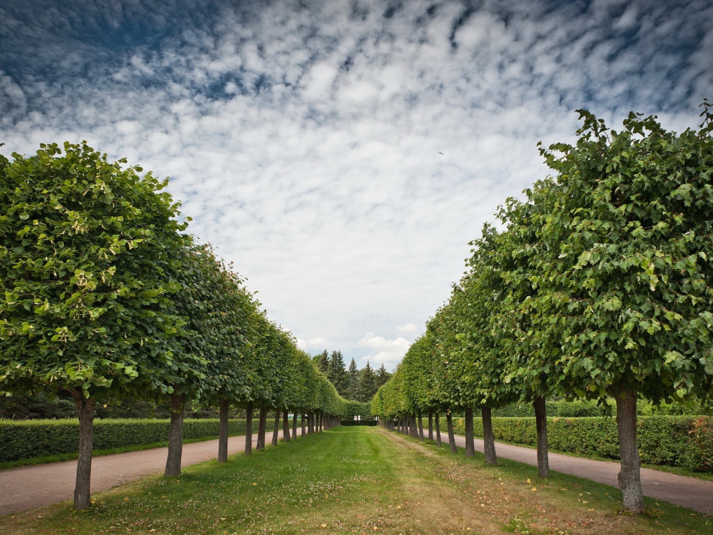 Аккуратная аллея лиственных деревьев