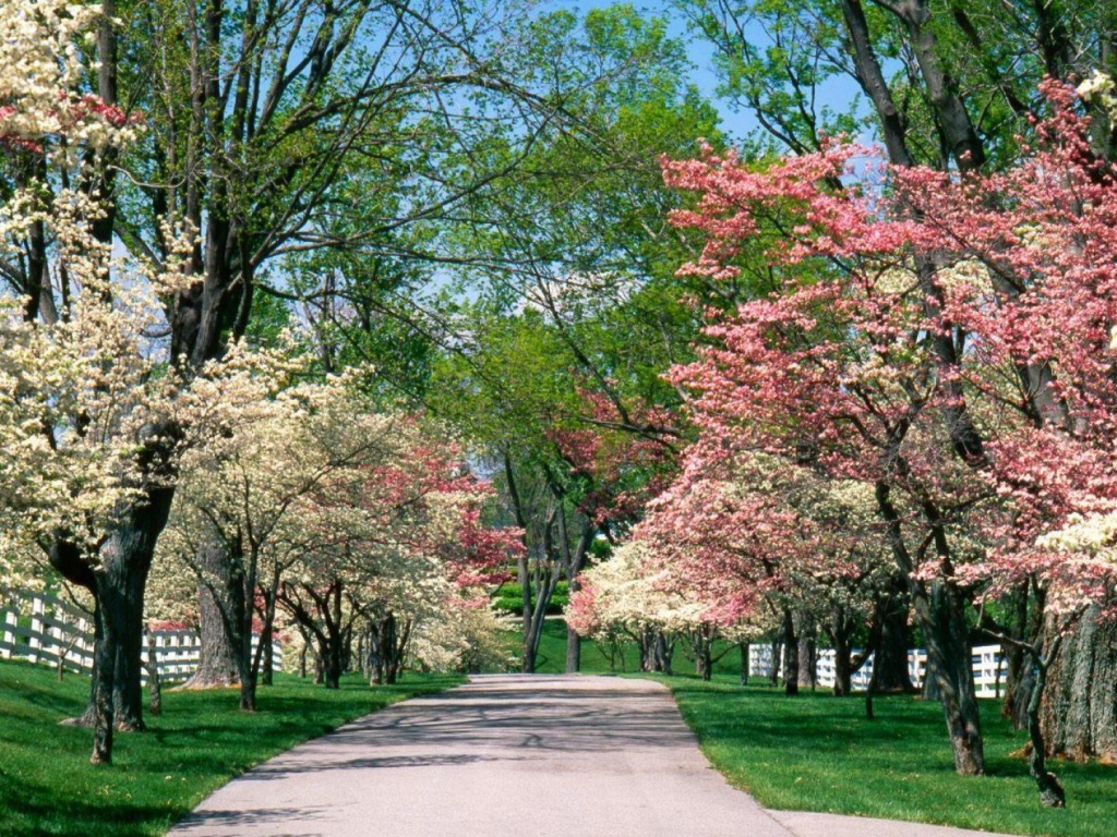 Аллея для прогулок в цветущем парке