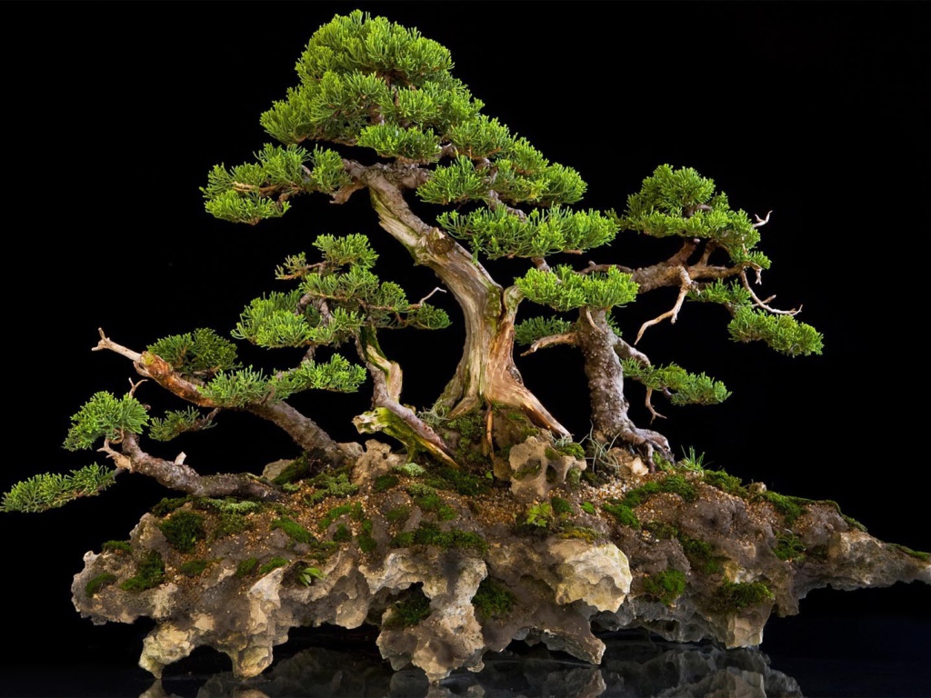 Красивый бонсай на черном фоне