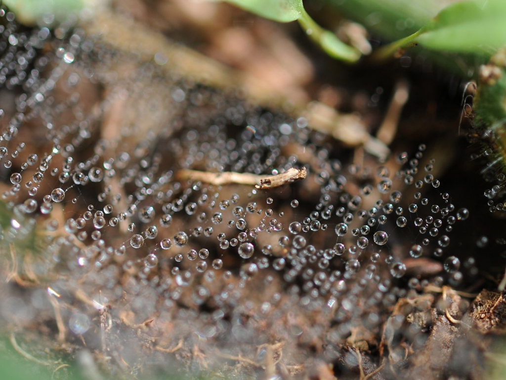 Капли росы на паутине