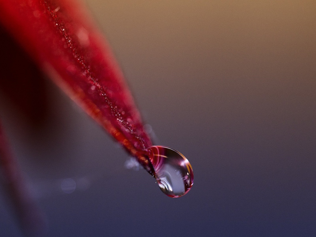 Капля стекает с красного лепестка