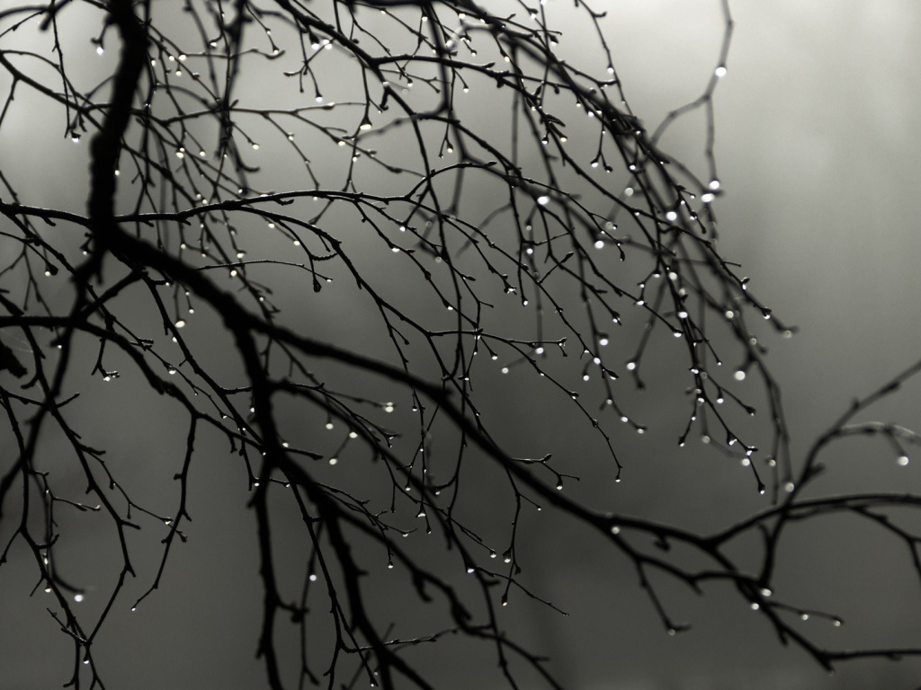 Капли воды на голых ветках дерева